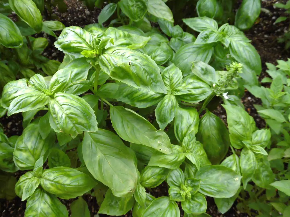 Basil is a great choice for planting in a strawberry jar, particularly if you're aiming to keep an herb garden. Basil loves sunshine, but is frost sensitive, so having it in a pot that you can move indoors during periods of frost or cold weather is helpful. Just remember, basil needs a lot of fertilizer!