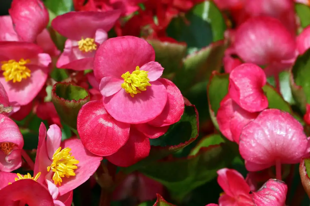 Begonias