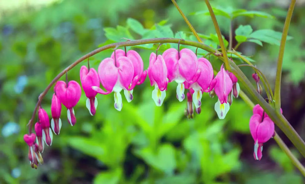 Bleeding Heart