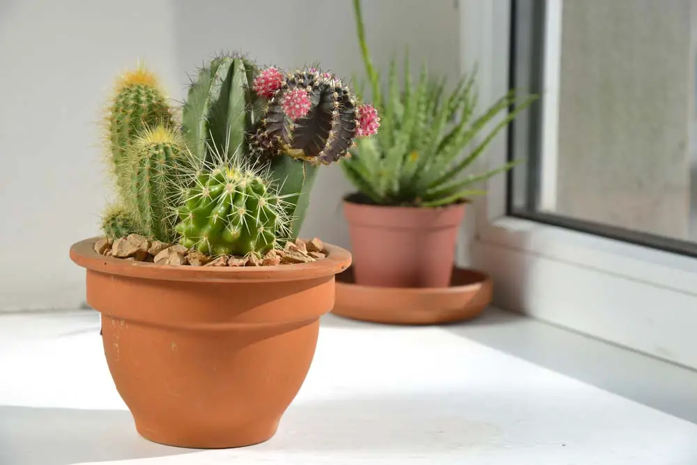 Cacti come in a lot of varieties, but they are all drought resistant, so they're great for those gardeners that have a tough time remembering to water their plants. Due to the wide variety of cacti available, they look great in strawberry planters. You can easily find larger or smaller varieties that will fit into the wide mouth and small pockets of the planter.