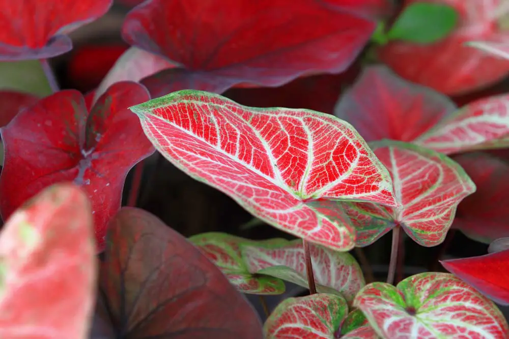 Caladiums