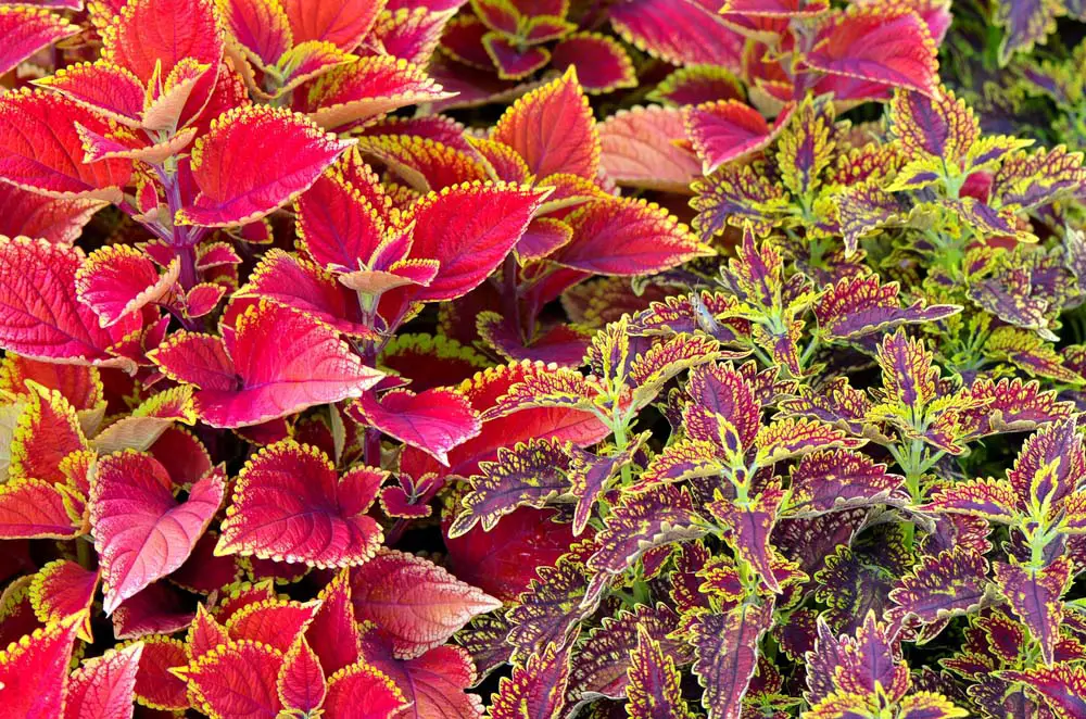 Coleus