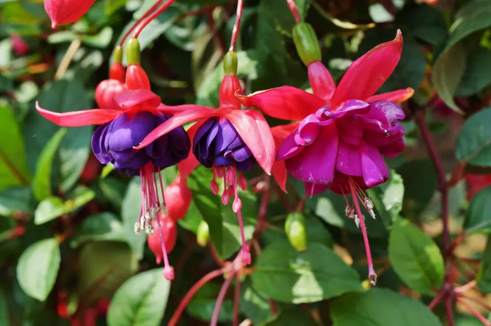 Fuchsia