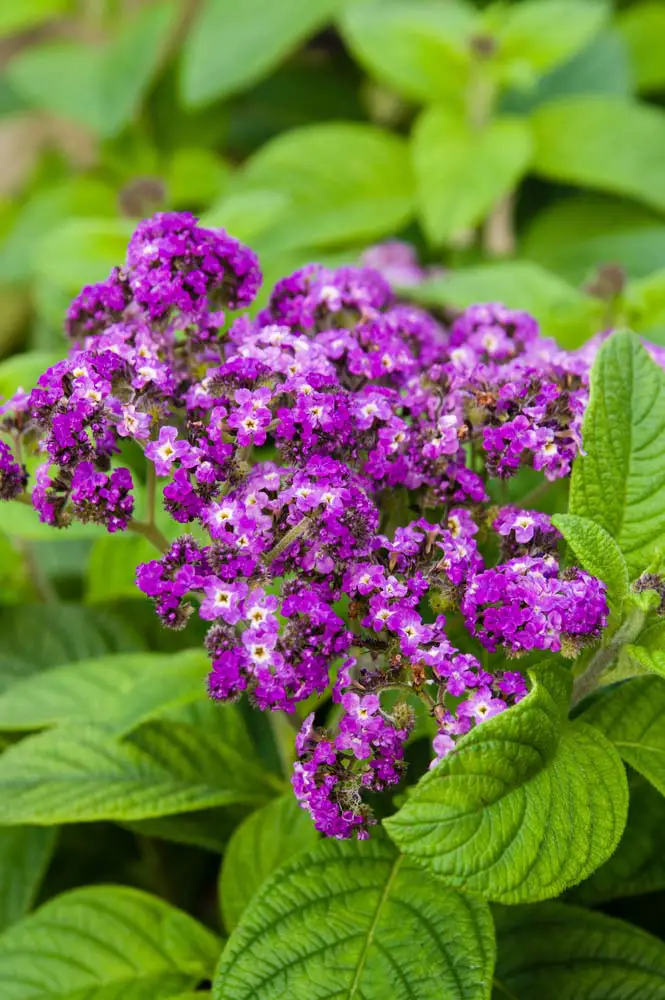 Heliotrope is sometimes called Cherry Pie, Mary Fox, or White Queen, but these small, delicate flowers have been absent from gardens for quite a few years. The small flowers have a light fragrance that many gardeners have described as vanilla or, like its namesake, cherry pie.