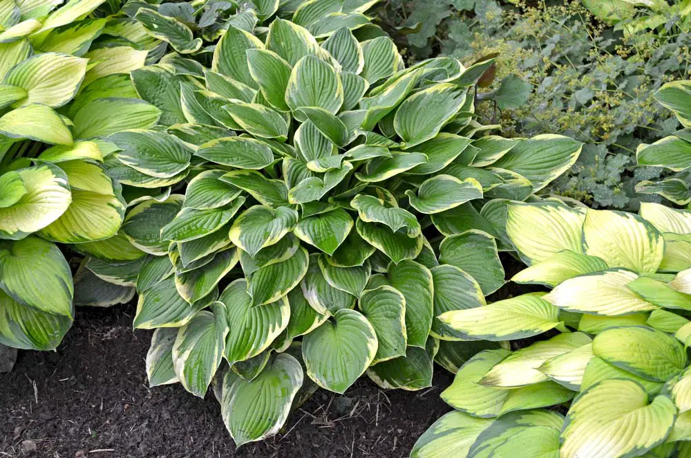 Hosta