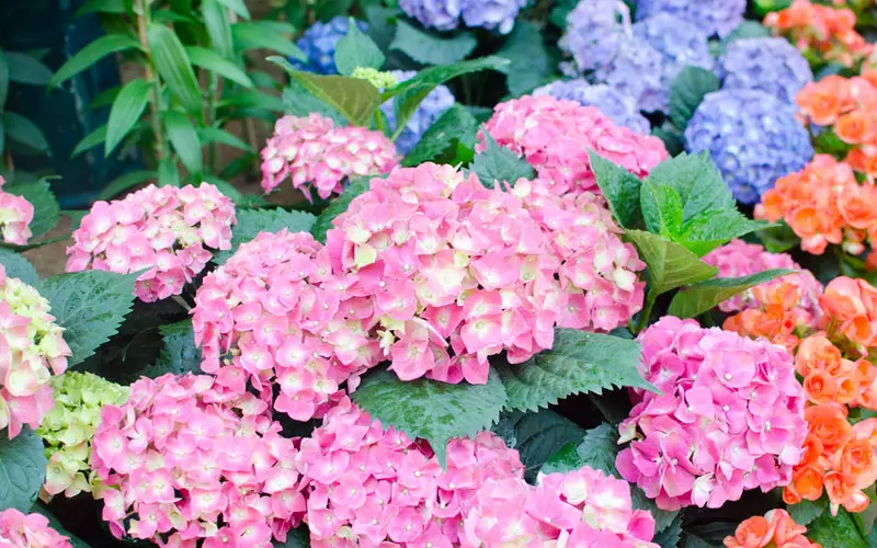 Hydrangea-Color-Flowers