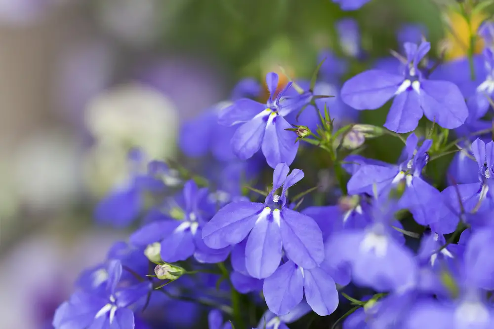 Lobelia is a lovely annual herb that is easy to grow and does well in cooler weather. The purple blooms erupt in summer, although the flowers last until the first frost. Traditionally, the herb was used to treat asthma or to induce vomiting. In your garden, they'll provide a pop of color as ground cover or in a strawberry jar!