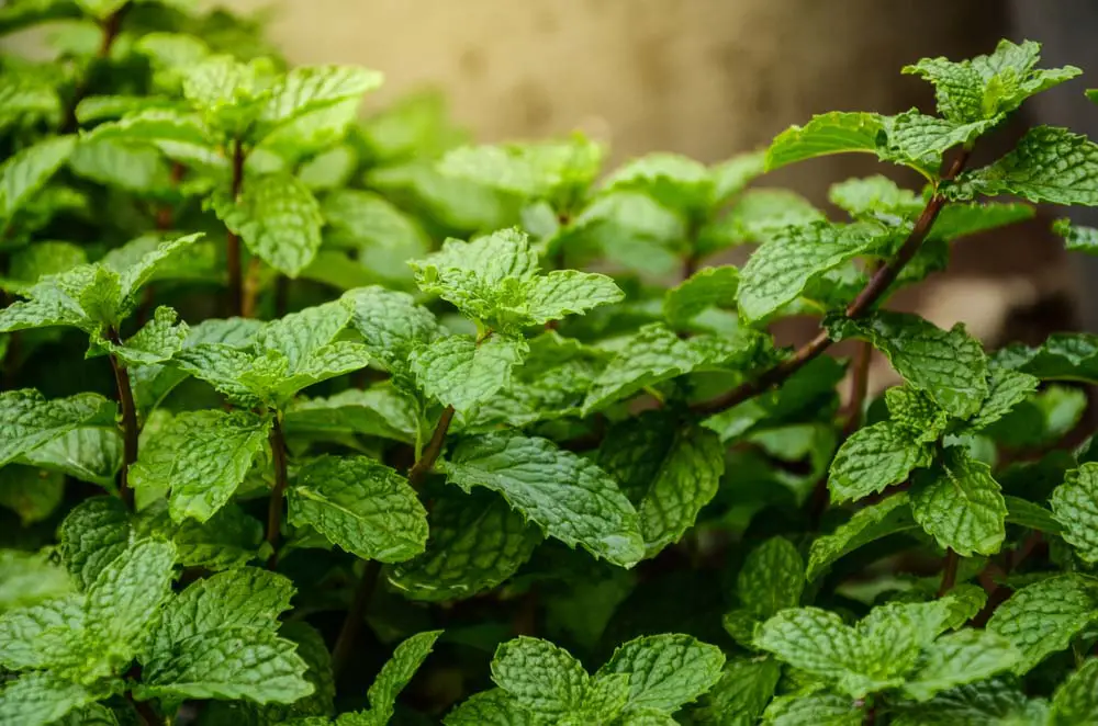 If you're creating an herb garden in your strawberry jar, don't forget to add mint! This is a versatile herb that you can use in the kitchen, in addition to being fragrant. They do well in strawberry planters because they spread easily. The pockets in a strawberry jar will keep your mint plant corralled.