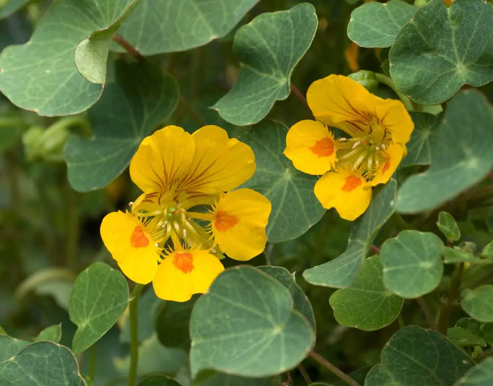 These yellow and orange beauties are annuals that have edible leaves and flowers. They do particularly well in containers and have a soft, but pretty fragrance. They also are great plants to grow with your children, as they grow easily and very quickly.