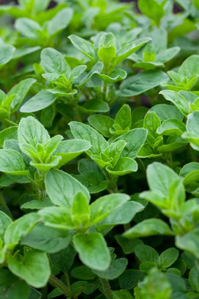 If you love Italian food, you'll definitely want to add some oregano to your strawberry jar. It will happily spill over the edge, so it can help hide the planter a little bit. In the summer, your oregano will produce small white flowers.