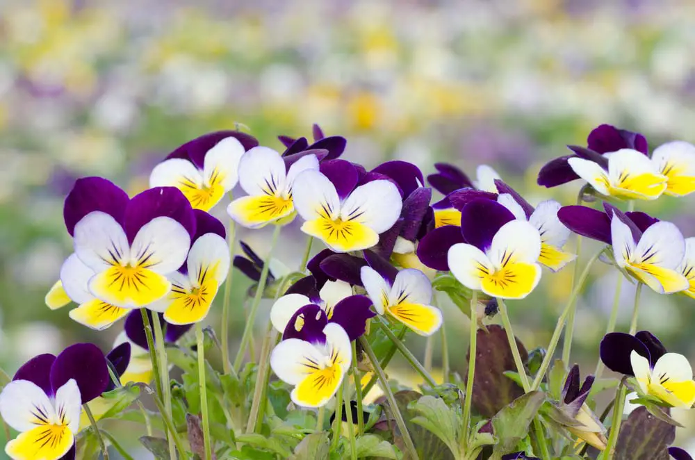 Pansies are a common flower that you're sure to spot in nearly every garden, and that's no surprise, seeing how hardy they are. These annuals appear to have small faces on them, and come in an outrageous range of colors. These small flowers are sure to spice up any container garden, strawberry jar or no strawberry jar!