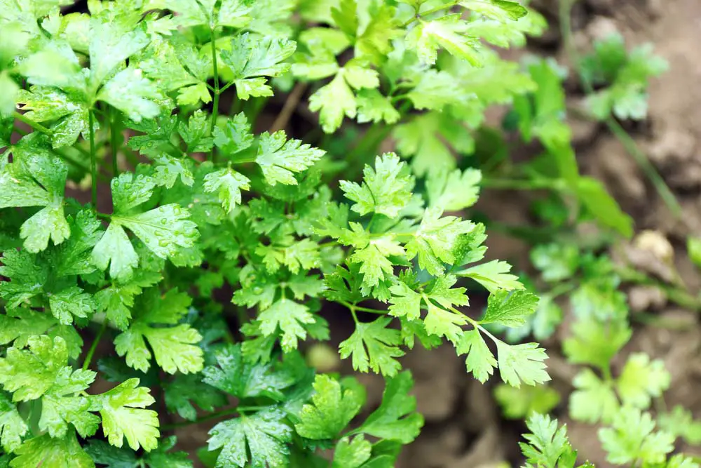 Parsley, like oregano, is one of those herbs you don't want to forget about while planting an herb garden. They are great as companions to annuals and perennials, as well as other herbs. They are beautiful in contrast with brighter flowers and plants as well. You can opt for curled parsley, if you like the shape better than the flat-leafed variety.