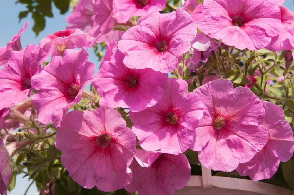 Petunias are another of those flowers almost anyone will recognize. They are easy to grow, even from seeds, and love sunshine. Use these showy, big flowers as filler anywhere you need them. They come in tons of colors and patterns, so you're sure to find the perfect variety for your container garden or planter.