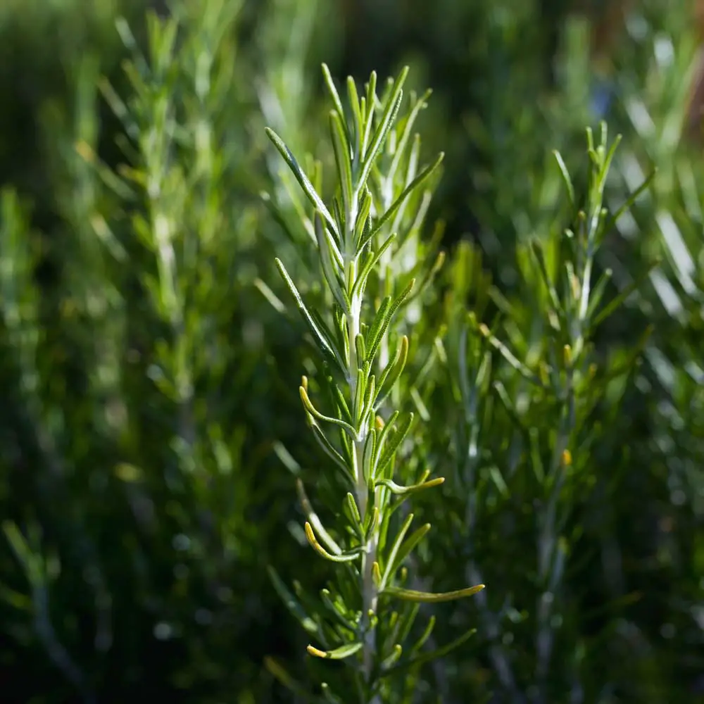 The tall, spiky rosemary plant is a staple in cooking and belongs in any herb garden, container or otherwise. This perennial evergreen shrub has a unmistakable scent. They do well in rock gardens or in dry environments. If you love to cook, use this plant for flavoring poultry, lamb, stews, and soups.