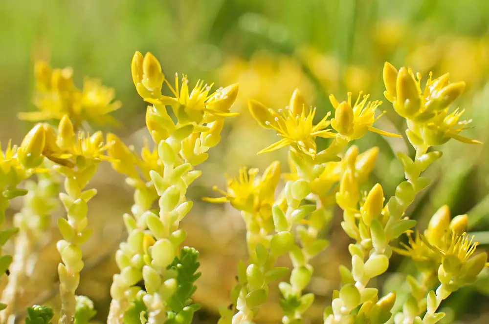 This perennial sure looks like a succulent, with thick leaves and fleshy stems, but it technically isn't. The plants have star-shaped clusters of flowers, and are very easy to care for. They love full sun, and will need to be cut back after flowering, so they will maintain their shape.