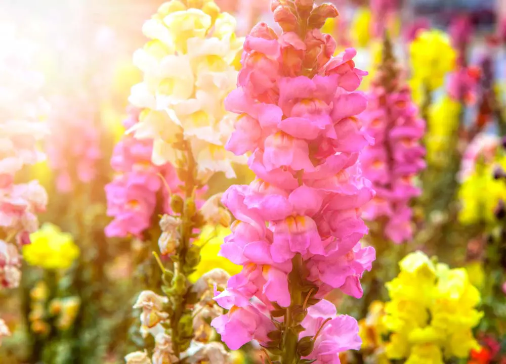 These beautiful, tall flowers come in many colors, including pastels, as shown above. Snapdragons come in a wide range of varieties that can range from very tall to exceptionally short. Think as high as 3 feet, or as short as 6 inches. Snapdragons can handle frost, so plant in early spring.