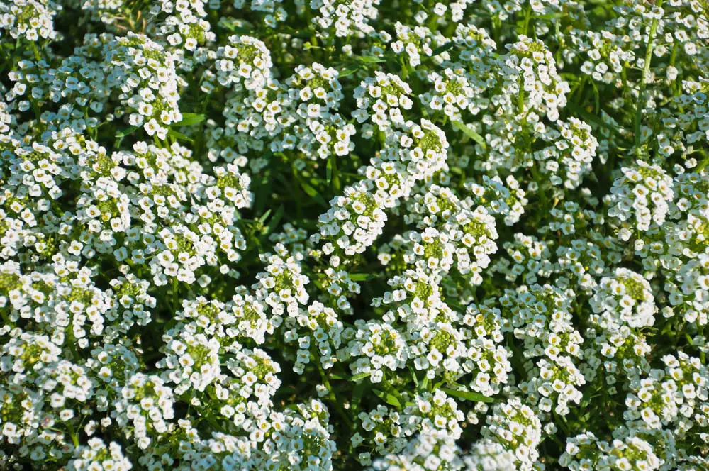 Sweet Alyssum is a drought-resistant hardy plant that also handles the heat well. These are annuals, but they will self sow and you'll have year after year of color, especially in milder climates, without frost. The flowers are usually white, yellow, or purple, and bloom in small clumps.