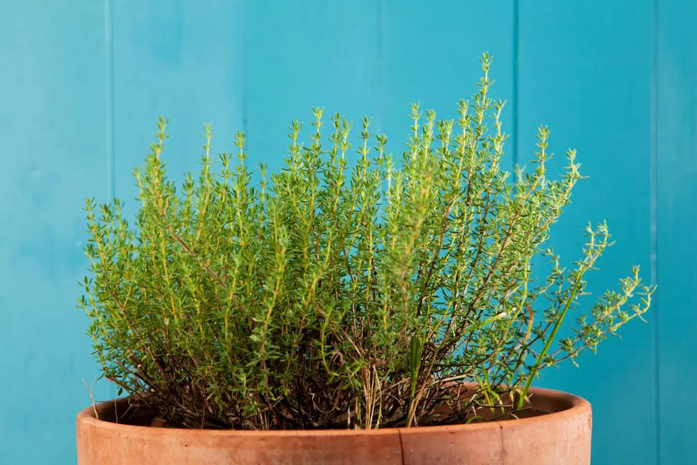 Thyme is another of those lovely herbs that are a must have in any container herb garden. The woody stems offer some great contrast to softer looking flowers or plants, and they have a fantastic scent that pairs well with sage, rosemary, and other herbs.