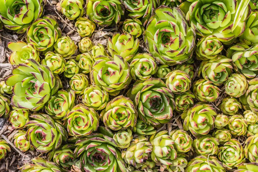 The characteristic rosettes of the Hen and Chick succulent fit perfectly into the strawberry jar's pockets, and will sometimes send up beautiful red blossoms that can get as tall as 2 feet.