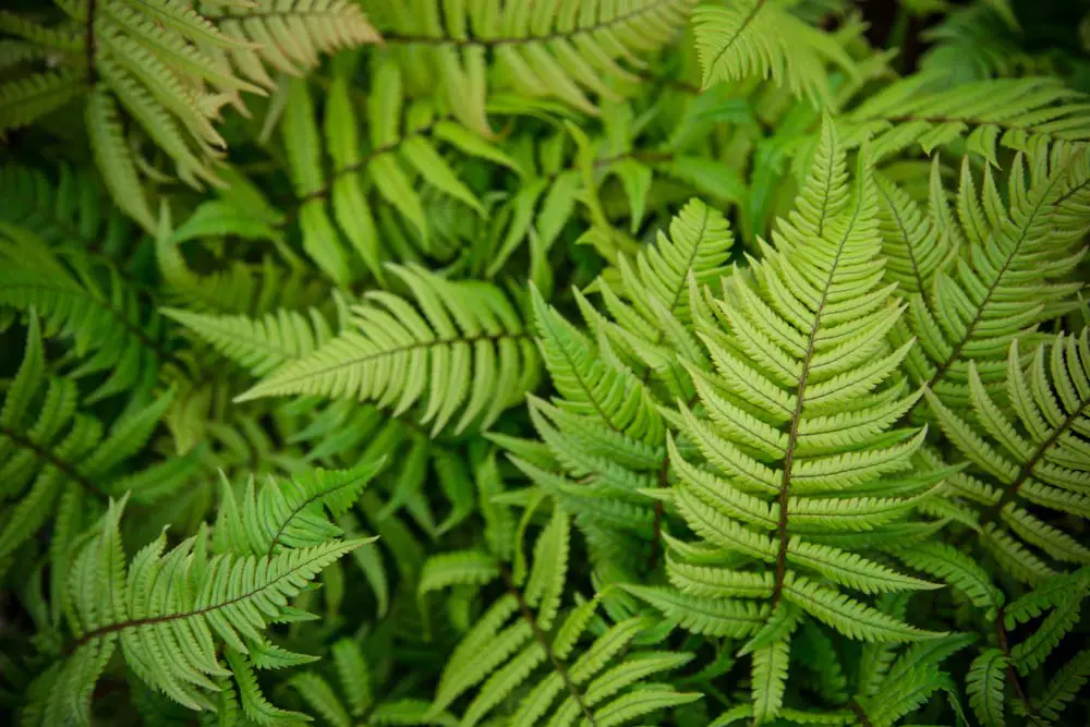 ferns