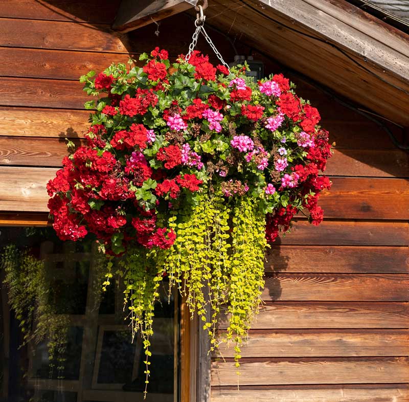 red hanging baskets