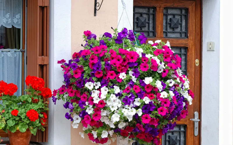 hanging-baskets