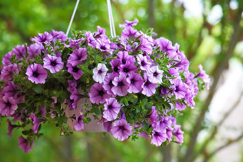 petunia hanging basket