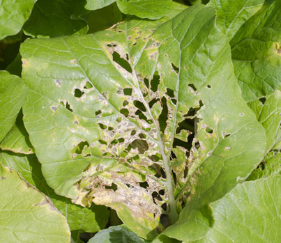 Hollyhock Anthracnose