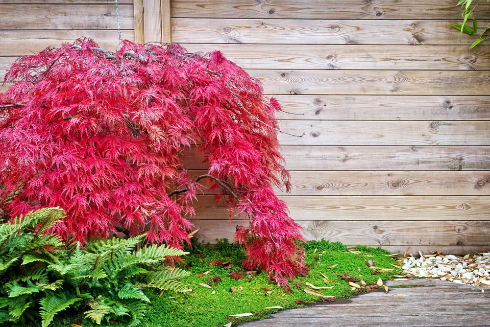 As one of the most sought after ornamental trees, Japanese Maples comes in a variety of sizes, including ones that are suitable for growing in a container.