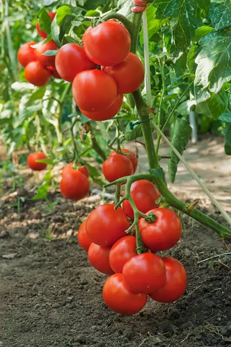 Tomatoe plants