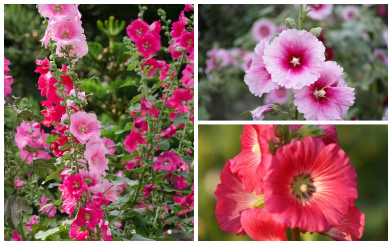 Hollyhock Growing Guide: Complete Guide On Care and Maintenance