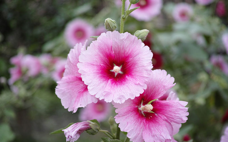 pink-hollyhock