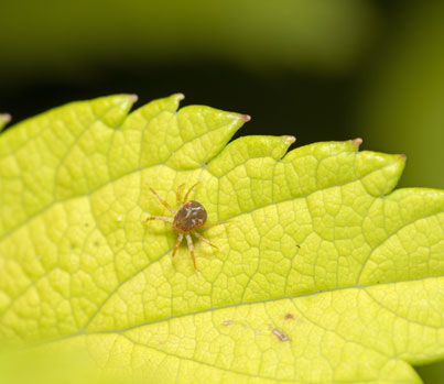 spider-mite