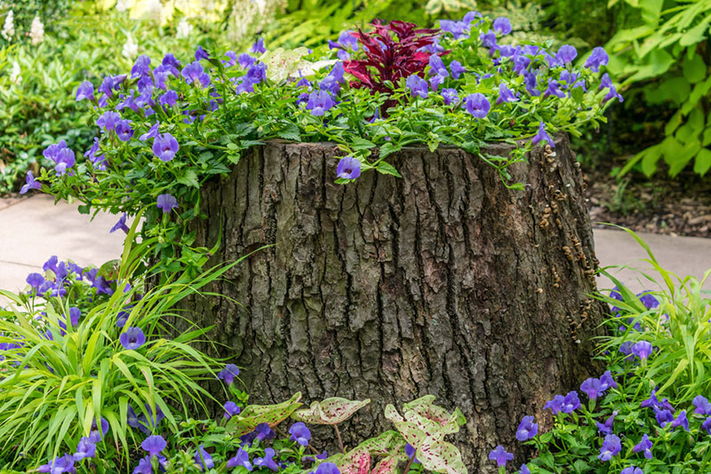 tree stump planter