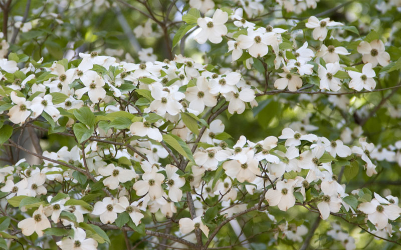 dogwood-trees