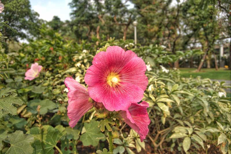 Alcea Ficifolia Variety