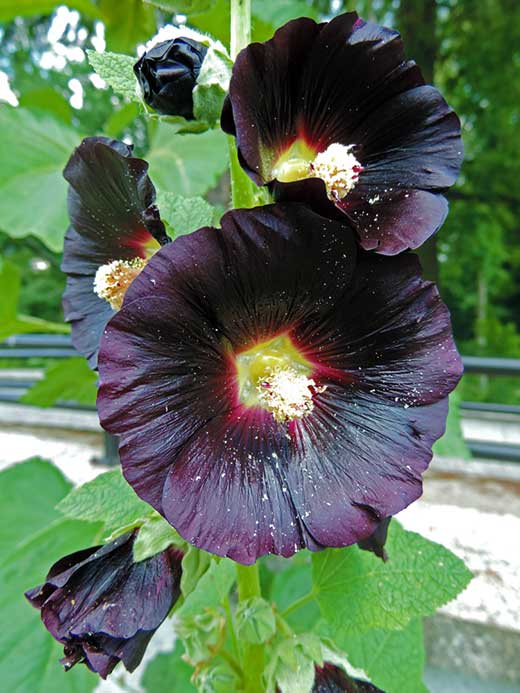 Alcea Nigra Hollyhock Variety