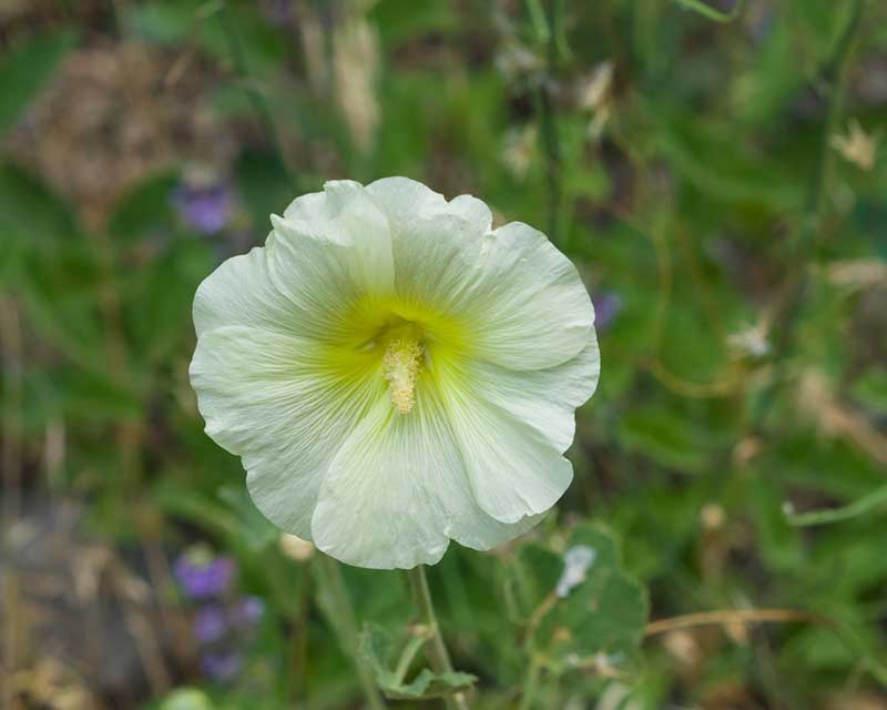 Alcea Rugosa