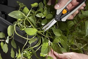 Tips on How to Prune Your Spider Plant - Garden Lovers Club