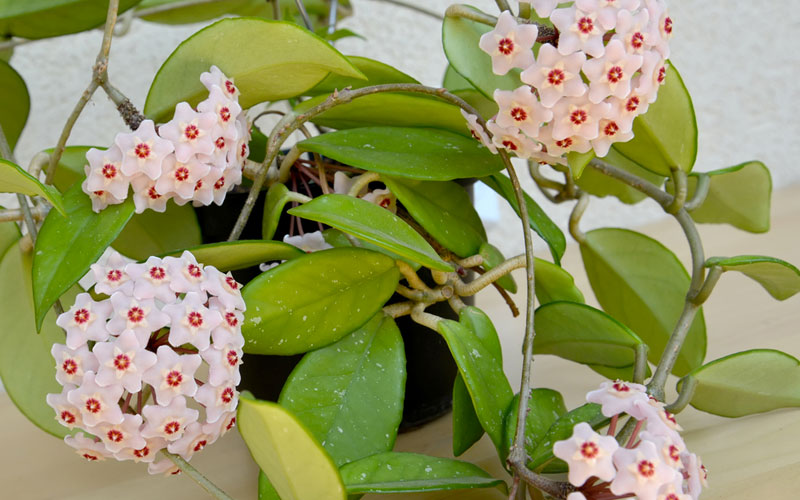 Blooming Hoya Plant