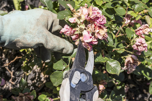 deadheading flowers