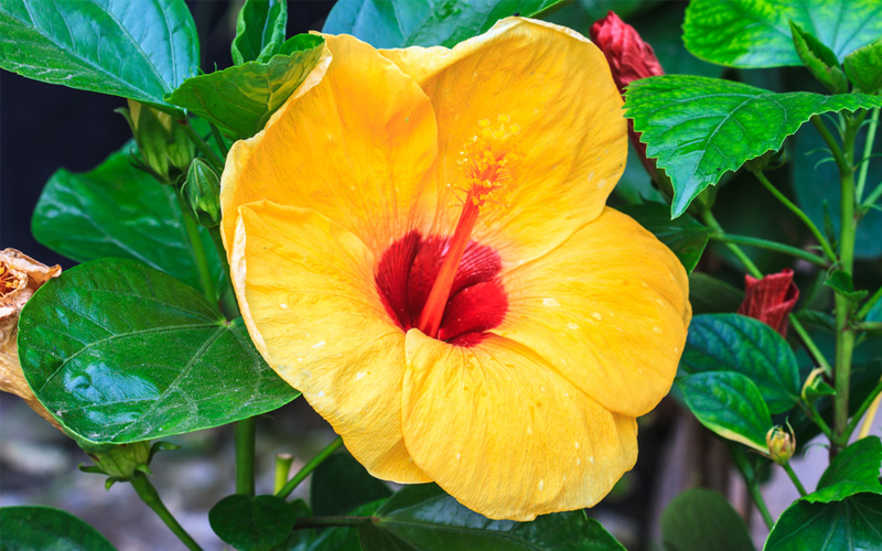 Hibiscus Plant