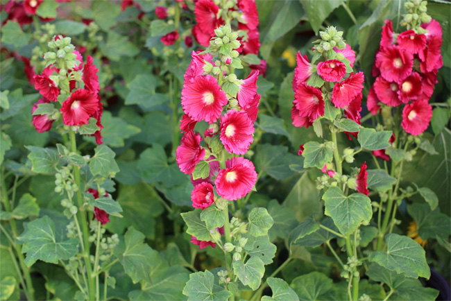 hollyhock plant