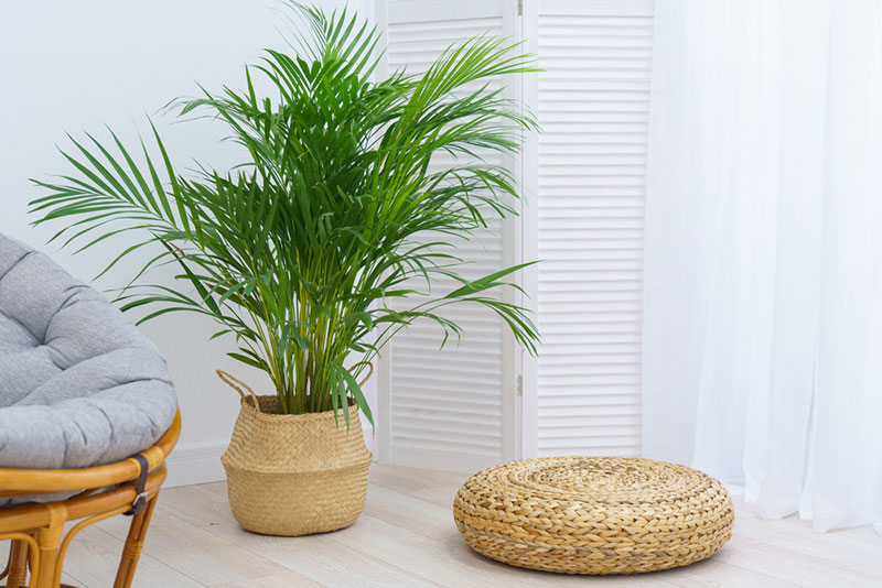 indoor-areca-palm