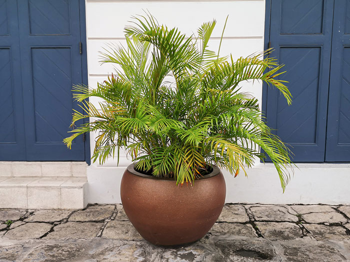 outdoor areca in pot