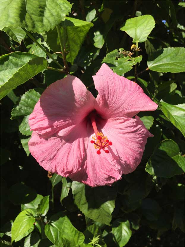 pink hibiscus