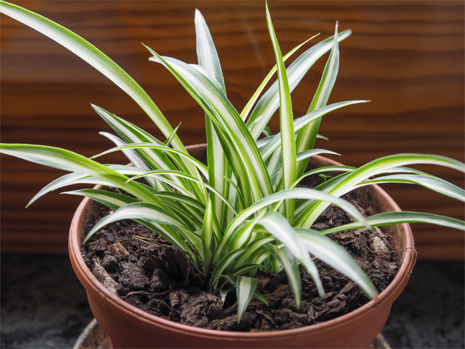 spider plant in a pot