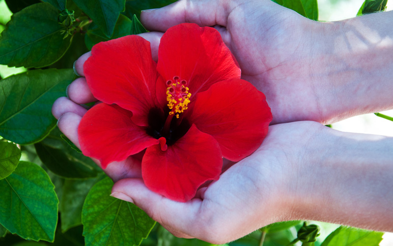 red-hibiscus