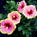 simple-pleasure-hibiscus
