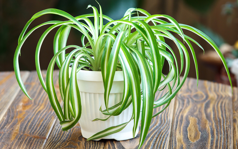 spider-plant